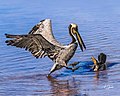 Double-crested cormorant in a confrontation with a brown pelican (Pelicanus occidentalis)