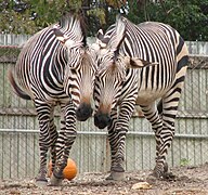 Hartmann's mountain zebra