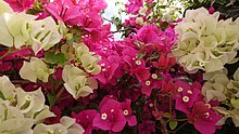 Bougainvillea, Behbahan