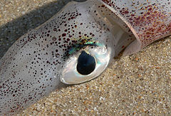 Squid eye