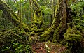 Image 13Antarctic beech old growth in Lamington National Park, Queensland, Australia (from Old-growth forest)