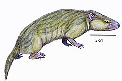Hyopsodus sp.