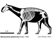 Skeleton of Macrauchenia