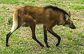 Maned wolf