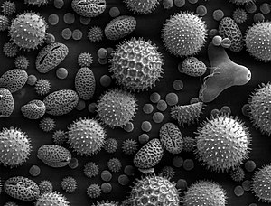 SEM Pollen