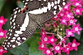 Papilio demodocus