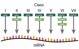 A diagram showing how the Baltimore Classification is based on a virus's DNA or RNA and method of mRNA synthesis