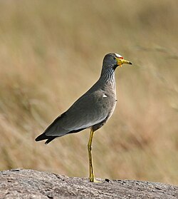 Senegal Wattled Plover