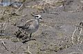 First-summer birds on spring migration can get very worn and dull, without the usual mottled plumage; April, Creve Coeur, Missouri.