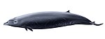 Ginkgo-toothed beaked whale (illustration)