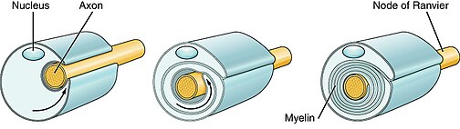 Image showing the way Schwann cells myelinate periferal nerves.