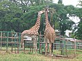 Giraffes feeding