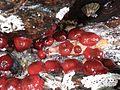 A colony of beadlet anemones (Rogaland, Norway)