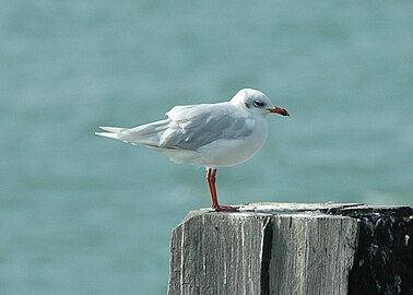 non-breeding plumage, UK