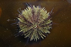 Green sea urchin