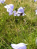 Harebell