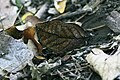 Image 43A camouflaged orange oak leaf butterfly, Kallima inachus (centre) has protective resemblance. (from Animal coloration)