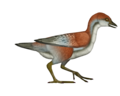 Shuilingornis