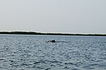 Atlantic humpback dolphin