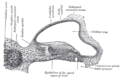 Transverse section of the cochlear duct of a fetal cat.