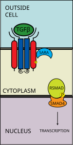 R-SMAD-coSMAD complex enters nucleus