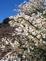 Cytisus supranubius