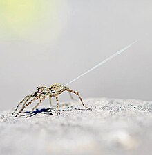 Pardosa spp. attempting to balloon