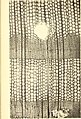 Image 31A thin transverse section showing the internal structure of conifer wood (from Conifer)