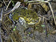 Adult Dermatonotus muelleri frog in Japaratinga