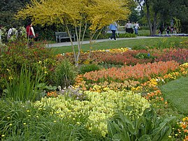 Colorful flowers