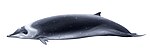 Hector's beaked whale (illustration)