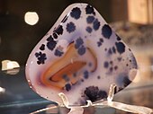 A cloudy translucent white polished shield-shaped cabochon of Montana moss agate with puffy black dendrites arranged around a central area of golden fortifications.