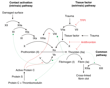 Schematic diagram of the blood coagulation and protein C pathways. In the blood coagulation pathway, thrombin acts to convert factor XI to XIa, VIII to VIIIa V to Va, fibrinogen to fibrin. In addition, thrombin promotes platelet activation and aggregation via activation of protease-activated receptors on the cell membrane of the platelet. Thrombin also cross over into the protein C pathway by converting protein C into APC. APC in turn converts factor V into Vi, and VIIIa into VIIIi. Finally APC activates PAR-1 and EPCR.