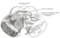 Transverse section of mid-brain at level of superior colliculi.