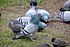 A group of Pigeons.