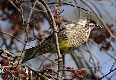 Red Wattlebird