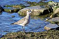 Fresh juvenile on fall migration, September, Toronto.