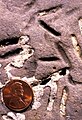 Petroxestes borings in an Ordovician hardground, southern Ohio[91]