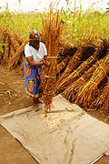 Sesame seeds being harvested in Mozambique