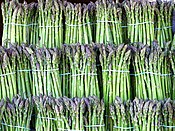 Cultivated asparagus bundles