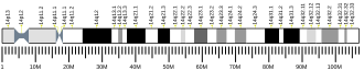 Chromosome 14 (human)