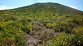 View of the vegetation, mostly composed of orioval (Withania frutescens).