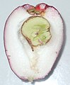 A ripened Syzygium malaccense cut into half, showing the seed