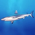 Image 14This grey reef shark demonstrates countershading, with its darker dorsal surface and lighter ventral surface. (from Shark anatomy)