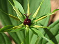 Herb Paris