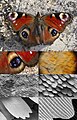 Image 26Butterfly wing at different magnifications reveals microstructured chitin acting as diffraction grating. (from Animal coloration)