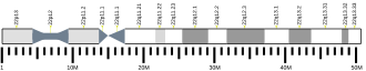 Chromosome 22 (human)