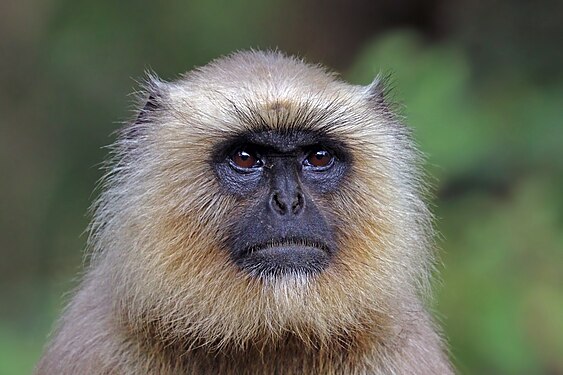 Southern plains grey langur (Semnopithecus dussumieri) female in Kanha National Park, Madhya Pradesh, India (created and nominated by Charlesjsharp)