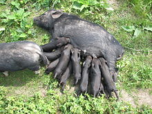 A sow with suckling piglets