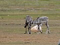 Two young Barrenland caribous (Rangifer tarandus groenlandicus) near Wager Bay